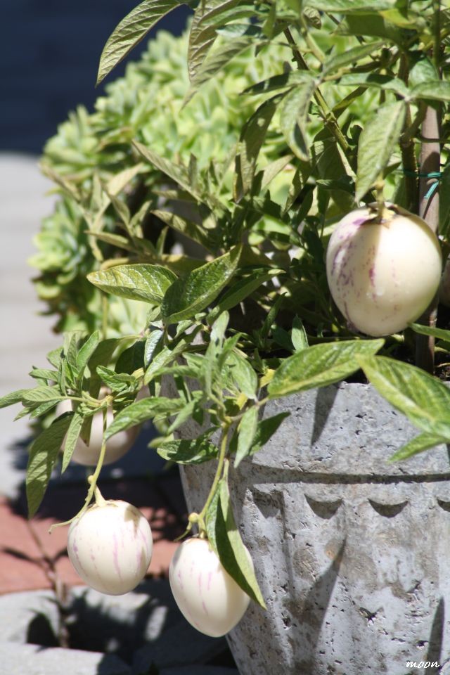 pepino
